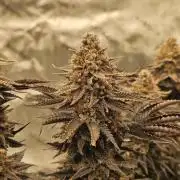 Candy Clouds - Nordkraut