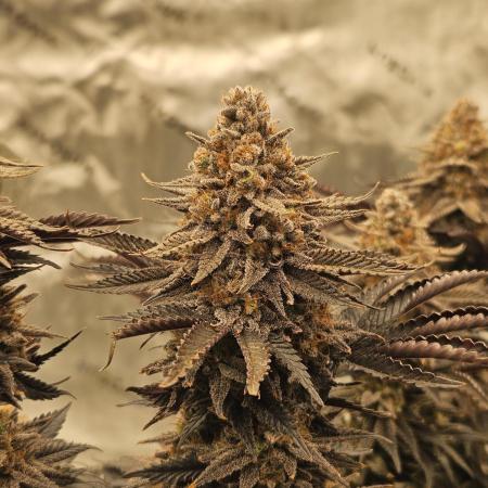 Candy Clouds - Nordkraut