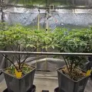 Gas Gimlet #1 & #2 - Wizard Trees