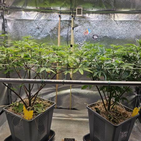 Gas Gimlet #1 & #2 - Wizard Trees