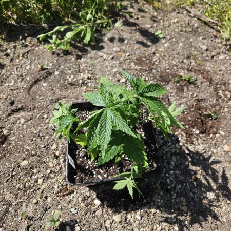 Hellfire OG - Guerilla Grow