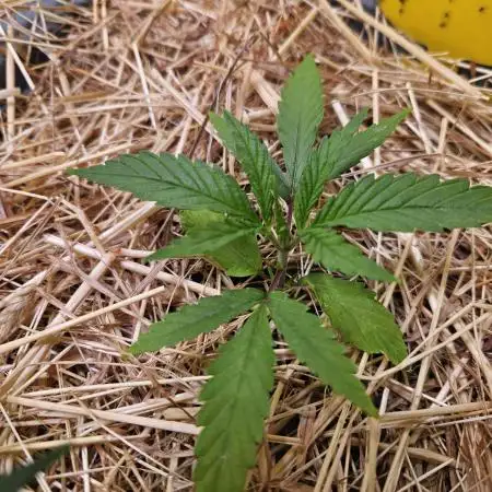 White Apricot Z - Gasstationseeds