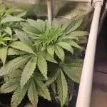 Sugar Cane #2 - In House Genetics