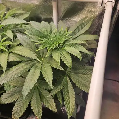 Sugar Cane #2 - In House Genetics