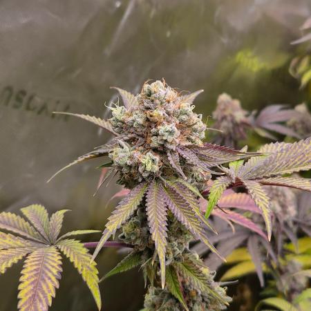 Gas Gimlet - Wizard Trees #3