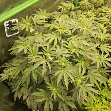 Gas Gimlet - Wizard Trees #3