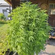 Slushberry Mintz - Outdoor vs Indoor