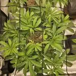 Midnight Lemonade - HNNY HMP