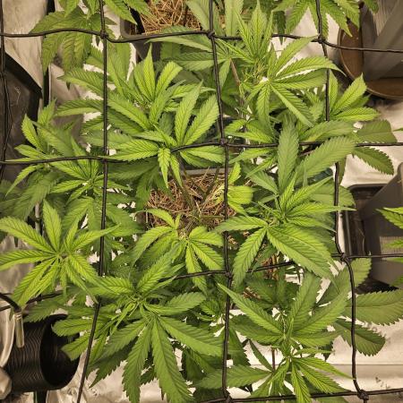 Midnight Lemonade - HNNY HMP