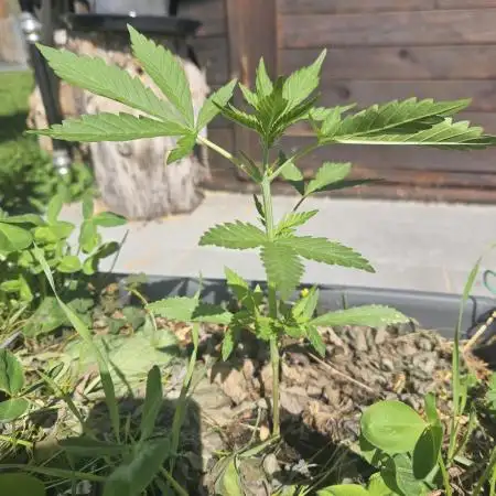 OG Kush Auto - Outdoor