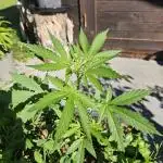 OG Kush Auto - Outdoor