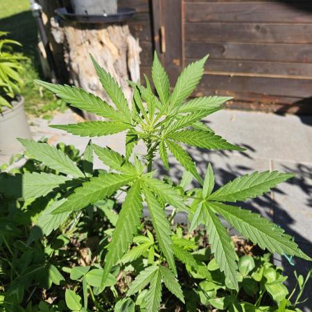 OG Kush Auto - Outdoor