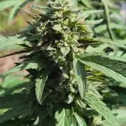 Strawberry Guava - Guerilla Grow