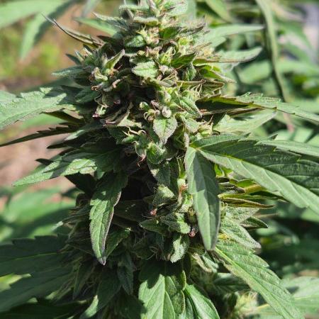 Strawberry Guava - Guerilla Grow