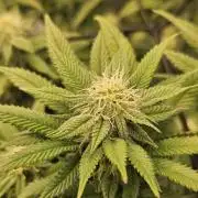 Sugar Cane #2 - In House Genetics