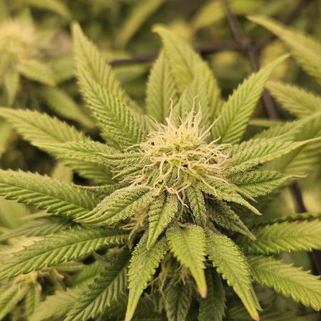 Sugar Cane #2 - In House Genetics