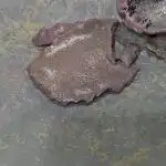 Thin Mintz x Jealousy