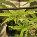 Mimosa Dream - Kannabia