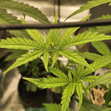 Mimosa Dream - Kannabia