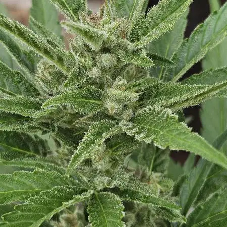 OG Kush Auto - Outdoor