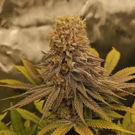 Celery Mutation - Lemon Orange