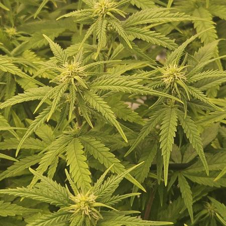 Mimosa Dream - Kannabia