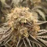 Merengon #2 -  Black Tuna Seeds