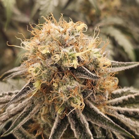 Merengon #2 -  Black Tuna Seeds
