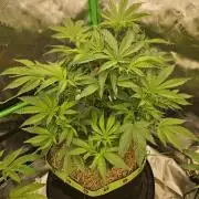 Gas Gimlet - Wizard Trees #3