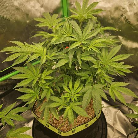 Gas Gimlet - Wizard Trees #3