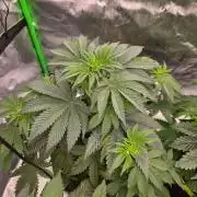 Honey Bear #3 - Humboldt Seed Company