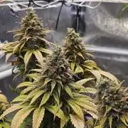 Cherry Dream - Kannabia - Winter Grow