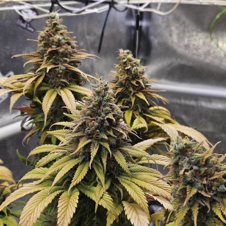 Cherry Dream - Kannabia - Winter Grow