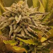 White Cheese Auto Winter grow