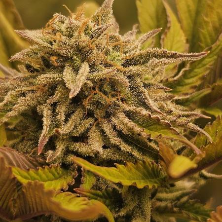 White Cheese Auto Winter grow