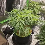 Geist Grow – Geist Grow OG S1