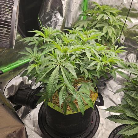 Geist Grow – Geist Grow OG S1