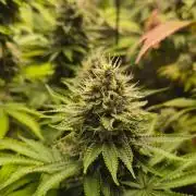Geist Grow – Geist Grow OG S1