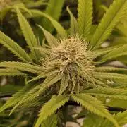 Midnight Lemonade - HNNY HMP