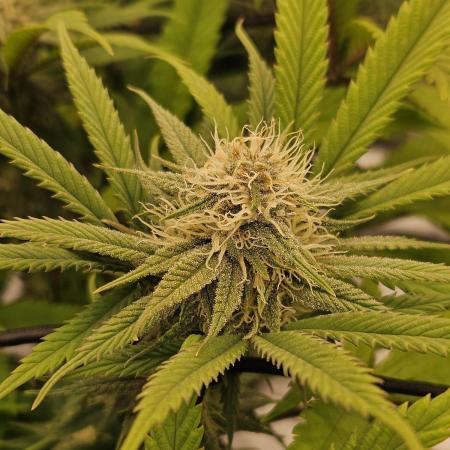 Midnight Lemonade - HNNY HMP