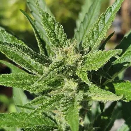 OG Kush Auto - Outdoor
