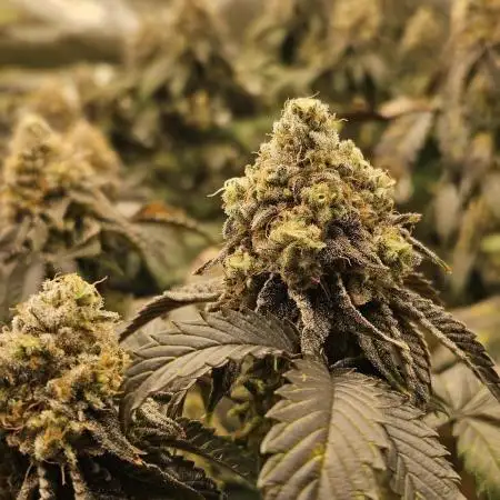 Bohemian Raspberry #1 - Dopeseeds