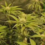 Gas Gimlet - Wizard Trees #3