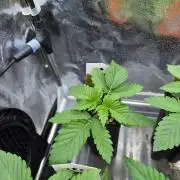 Honey Bear #4 - Humboldt Seed Company
