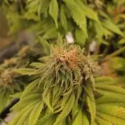 Cherry Dream - Kannabia - Winter Grow
