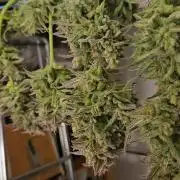 Lemon Cherry Gelato Auto R3 #2 / Winter Basementgrow 12/12