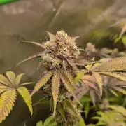 Gas Gimlet - Wizard Trees #3