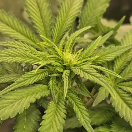 Celery Mutation - Lemon Orange
