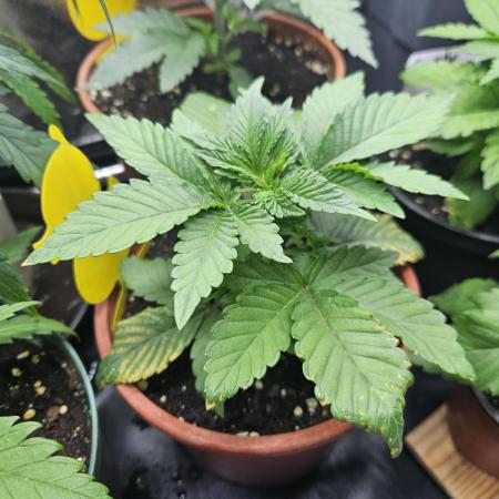 Sugar Cane #2 - In House Genetics