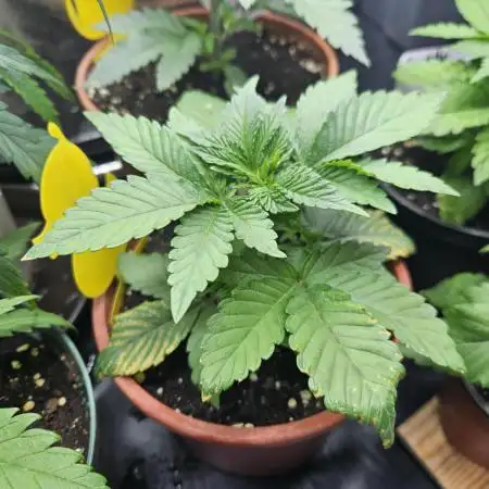 Sugar Cane #2 - In House Genetics